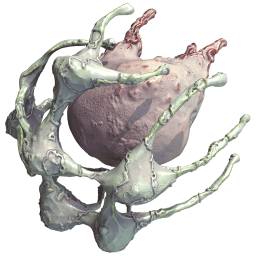 Rune Marrow